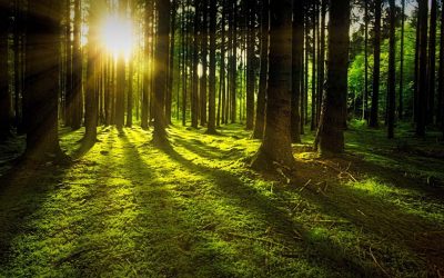 Baños de bosque y Mindfulness para mejorar la salud