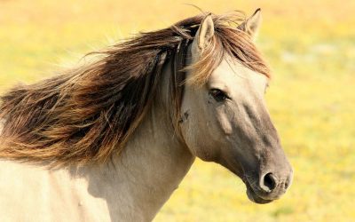 La fábula del caballo perdido