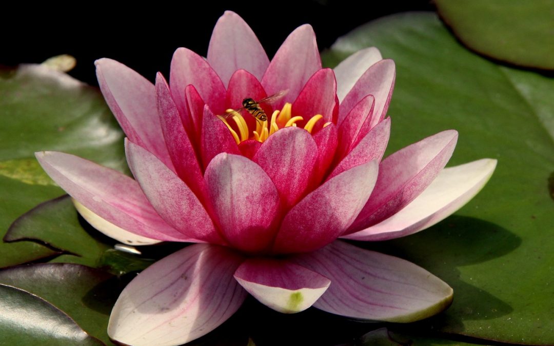 Retiro de Mindfulness exalumnos/as – 1 junio 2024
